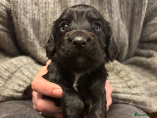 Cocker Spaniel dogs 6 Working Cocker pups KC registered - Advert 10