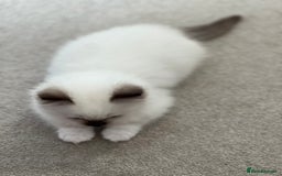 Ragdoll cats for sale: Pure ragdoll mitted blue/seal tortie kittens - Advert 4