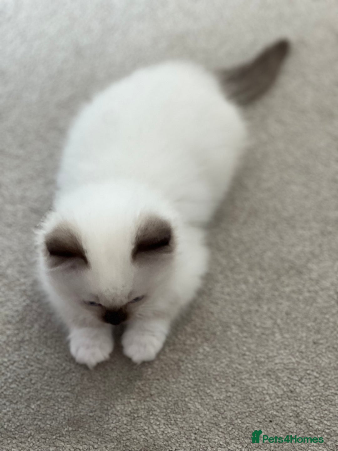 Ragdoll cats for sale: Pure ragdoll mitted blue/seal tortie kittens - Advert 4