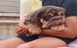 English Bulldog dogs for sale: 2 Gorgeous English Bulldog Pups 🩷 - Image 17