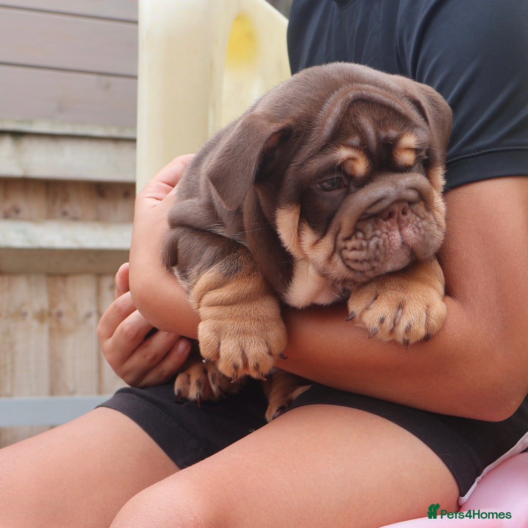 English Bulldog dogs for sale: 2 Gorgeous English Bulldog Pups 🩷 - Image 17