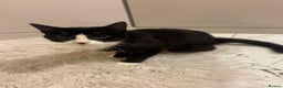 Mixed Breed cats for sale: Sweet Tuxedo girl  - Advert 4