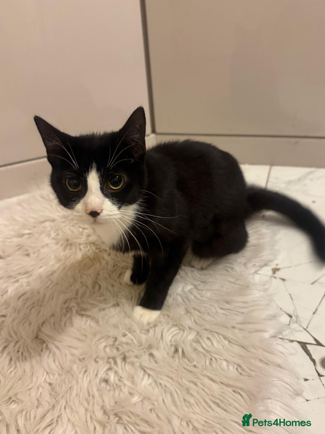 Mixed Breed cats for sale: Sweet Tuxedo girl  - Advert 4