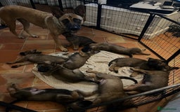 Mixed Breed dogs for sale: Stunning Belgium malinois  - Image 9