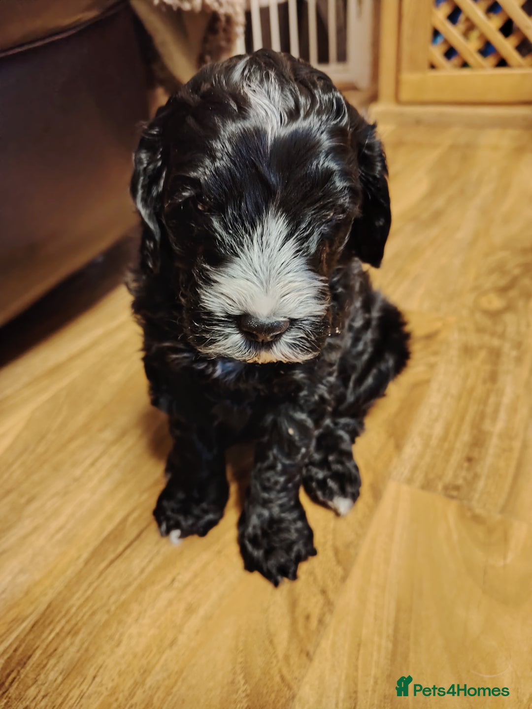 Cockapoo dogs for sale: F3 cockapoo  - Image 33
