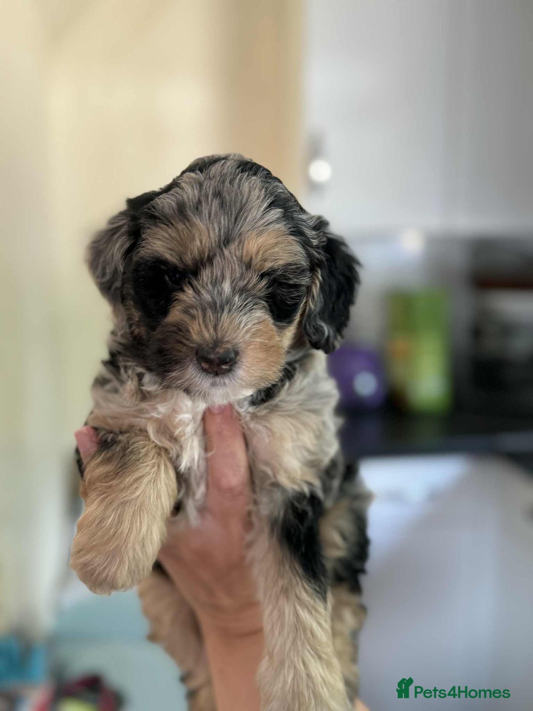 Sheepadoodle dogs for sale: F1b mini sheepadoodles - Image 17