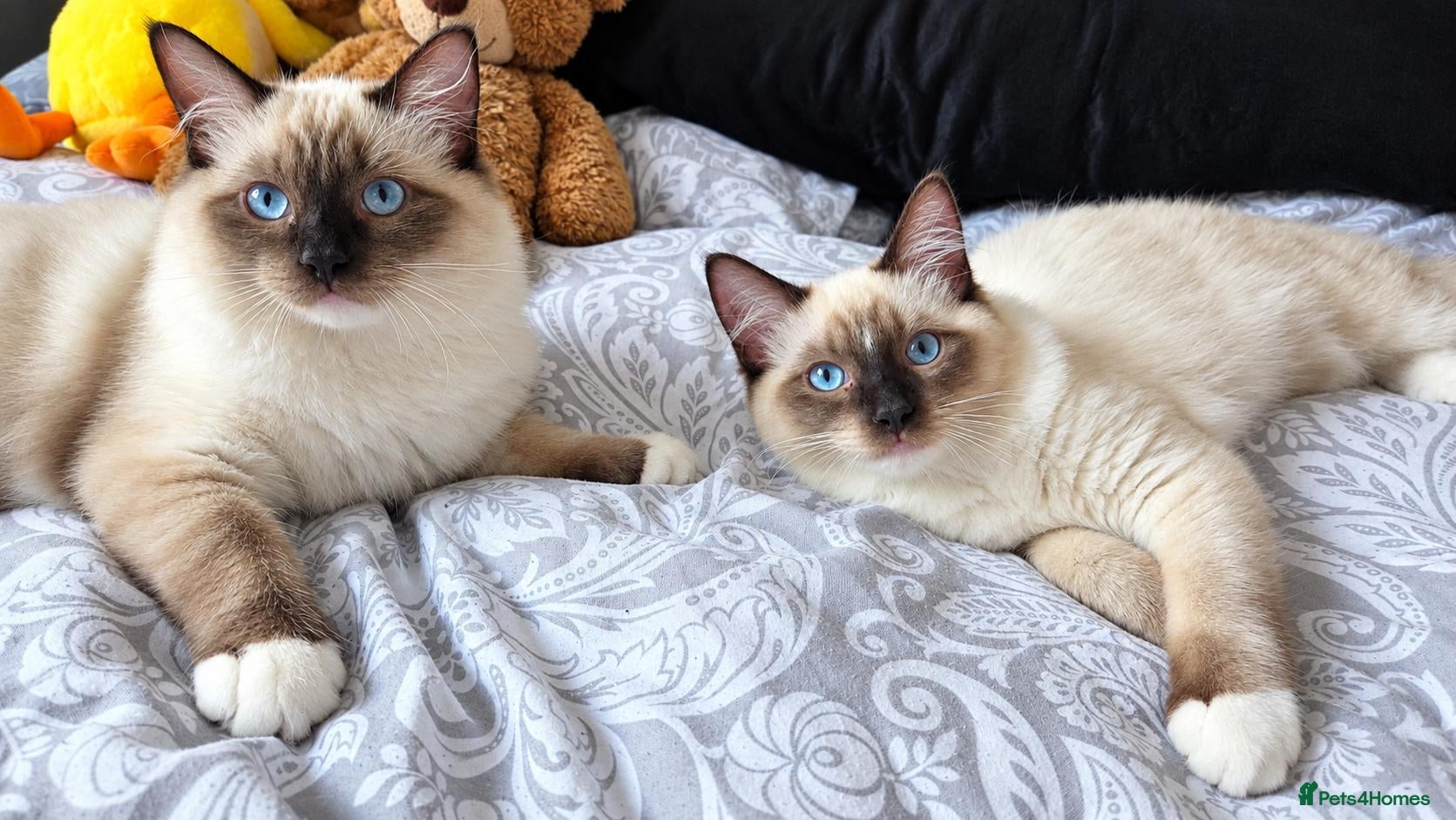 Ragdoll cats Ragdoll Kittens Ready now 😍 - Advert 1