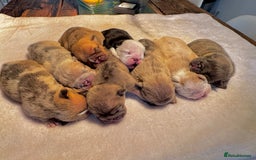 English Bulldog dogs for sale: Stunning litter of coloured Bulldogs home reared - Advert 7