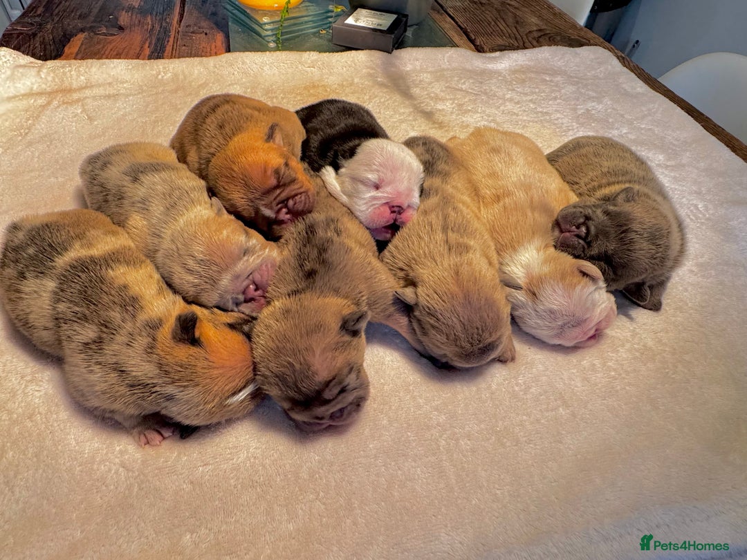 English Bulldog dogs for sale: Stunning litter of coloured Bulldogs home reared - Advert 7