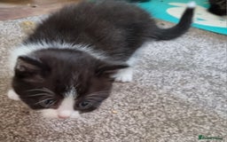 Mixed Breed cats for sale: Half british shorthair kittens - Image 10