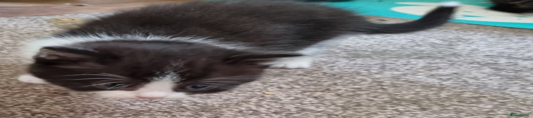 Mixed Breed Kitten 3