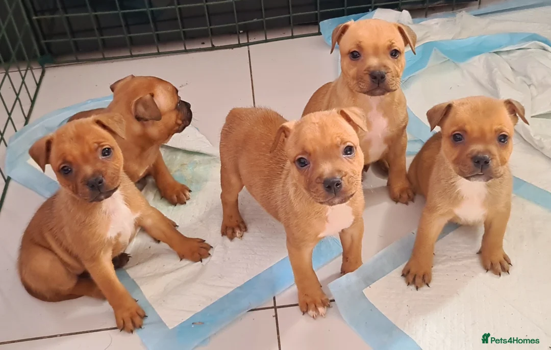 Staffordshire Bull Terrier dogs for sale: 🏆Red Grand Champion staffy puppy's  - Advert 2