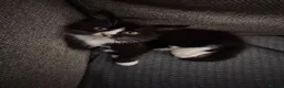 Mixed Breed cats for sale: Female Kitten  - Advert 2