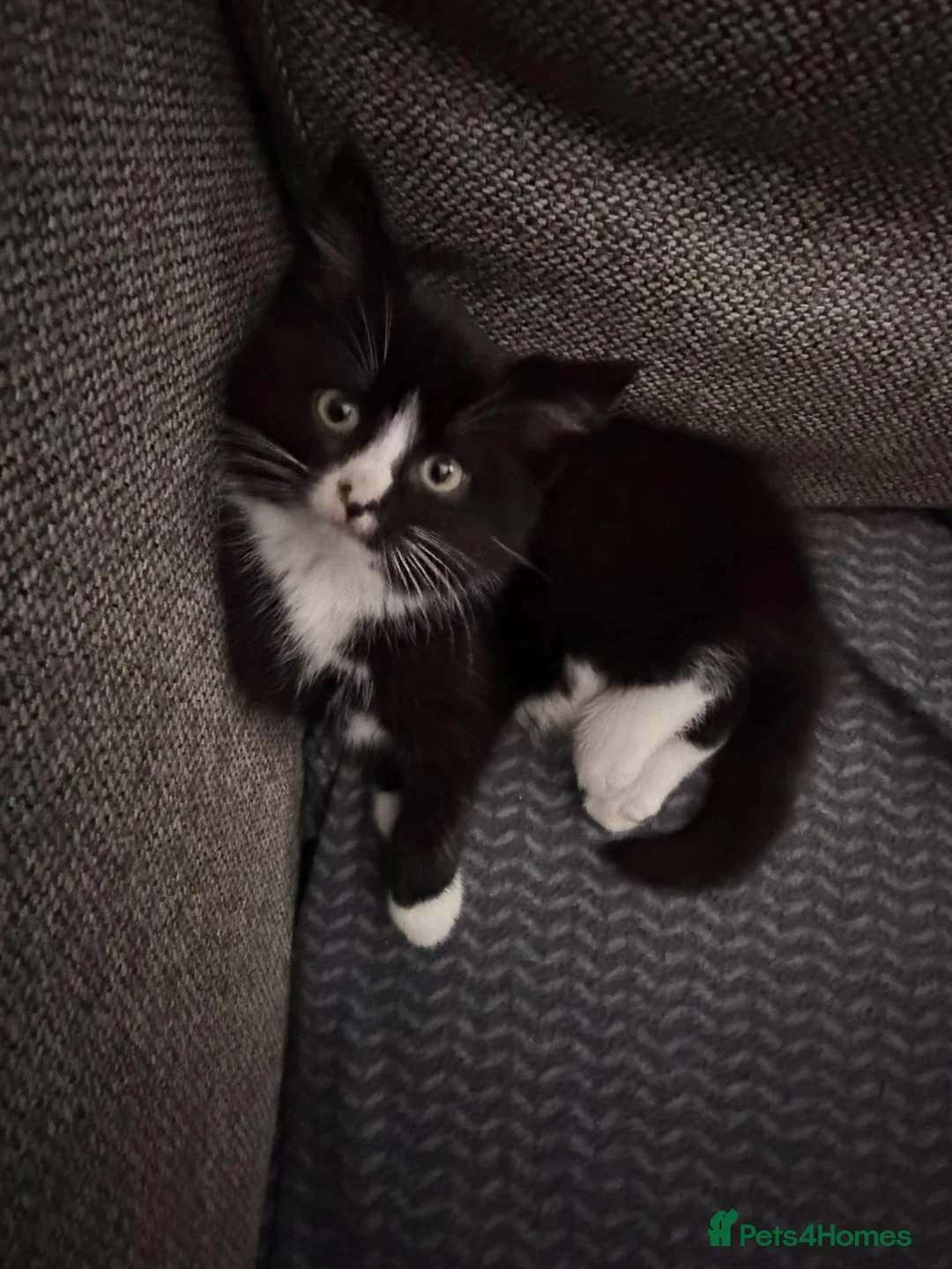 Mixed Breed cats for sale: Female Kitten  - Advert 2