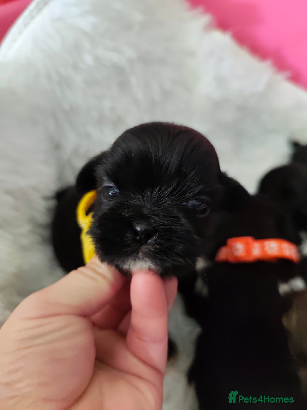 Shih Tzu dogs for sale: Shih Tzu puppies  - Image 10