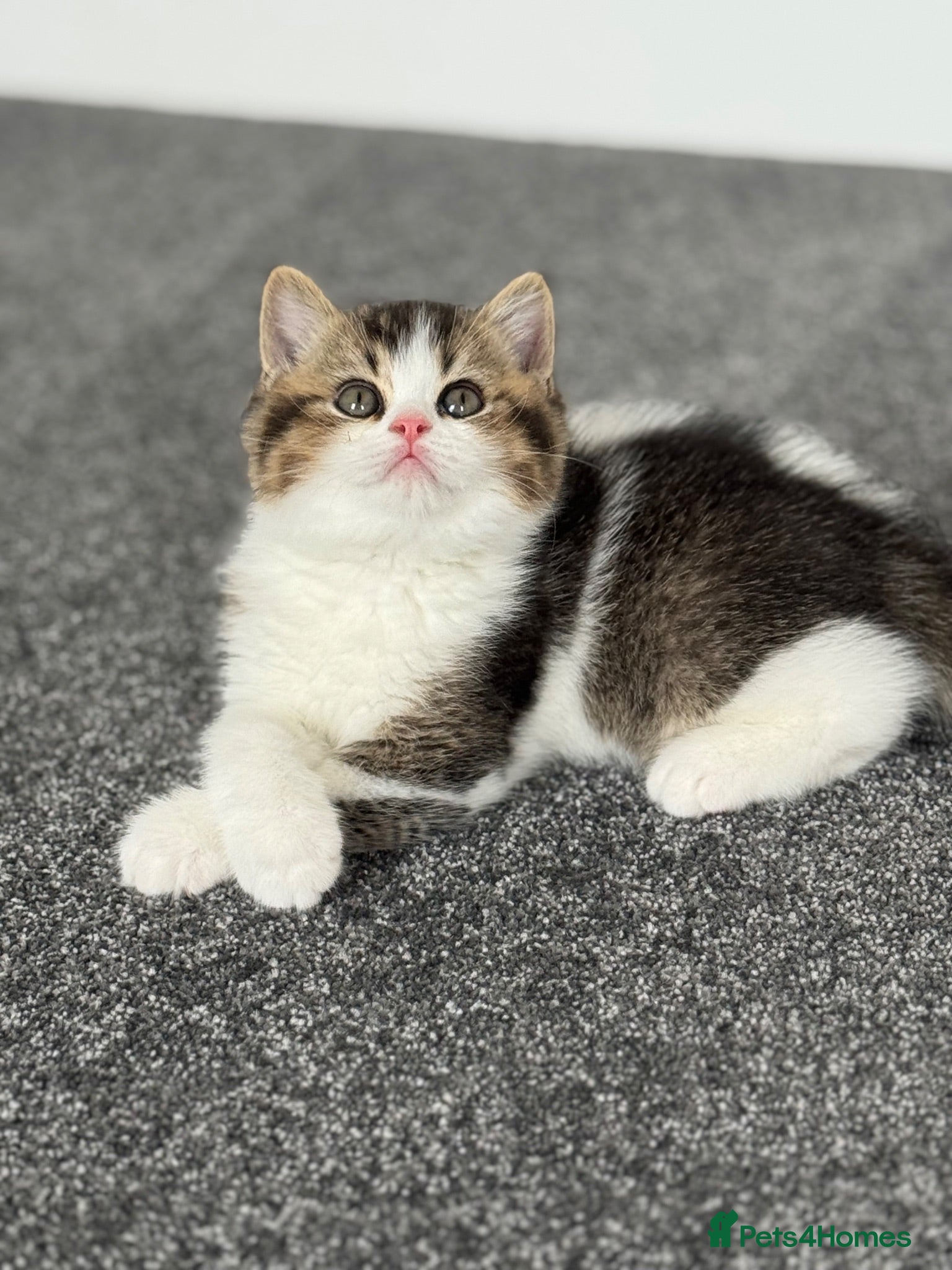 British Shorthair cats Beautiful Tica reg tabby bi colour boy left  - Advert 1