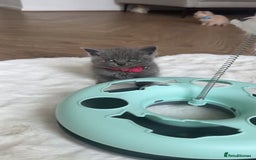 British Shorthair cats for sale: kitten  - Image 12