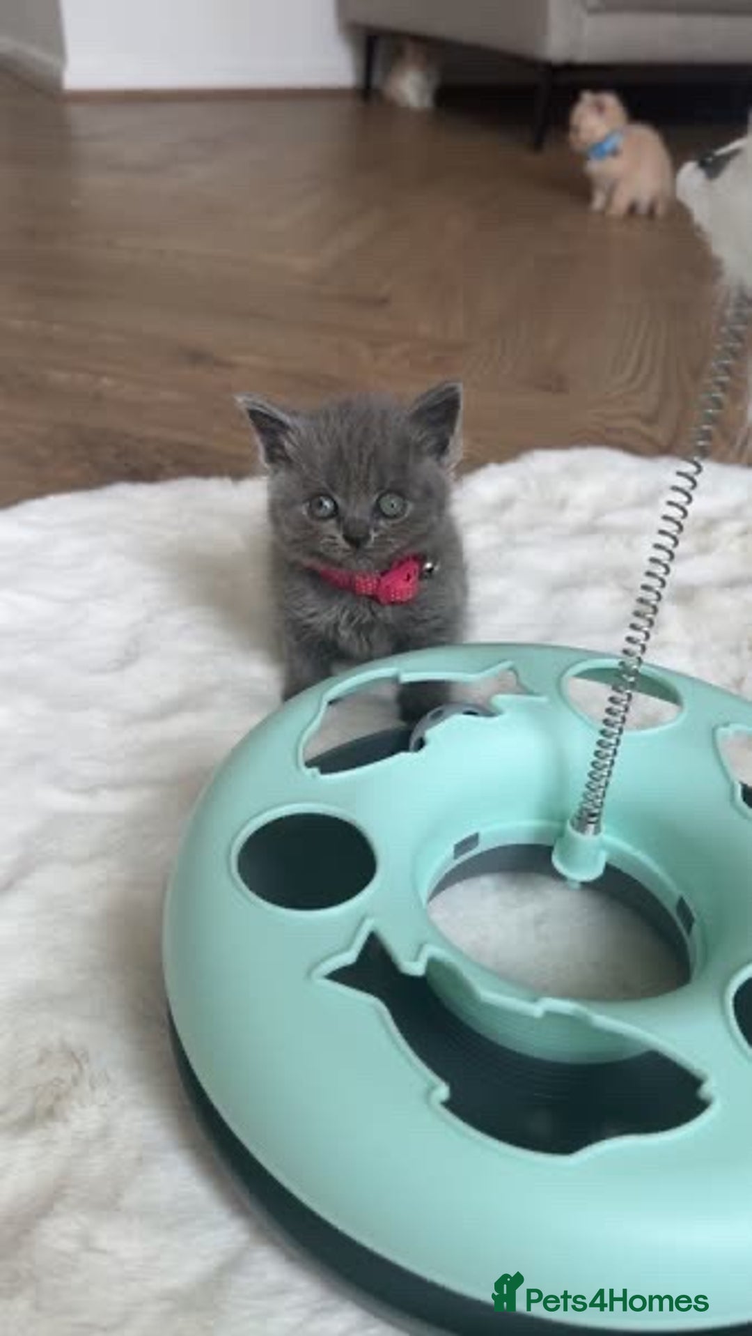 British Shorthair cats for sale: kitten  - Image 12