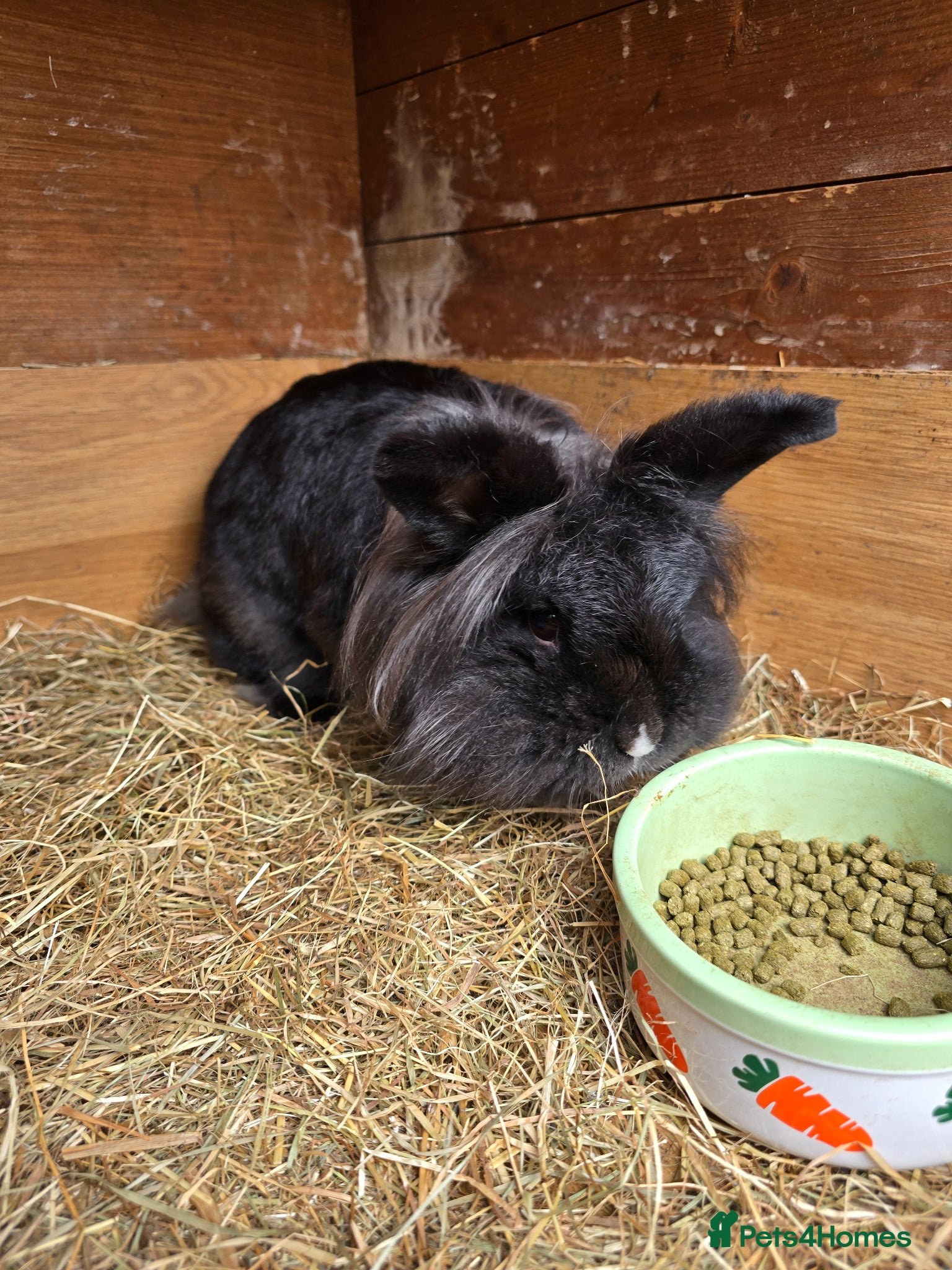 Mini Lion Lop rabbits for sale: Mini lion lop - Advert 1