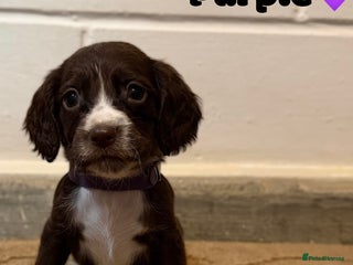 Cocker Spaniel dogs Beautiful cocker spaniel pups for sale! - Advert 14