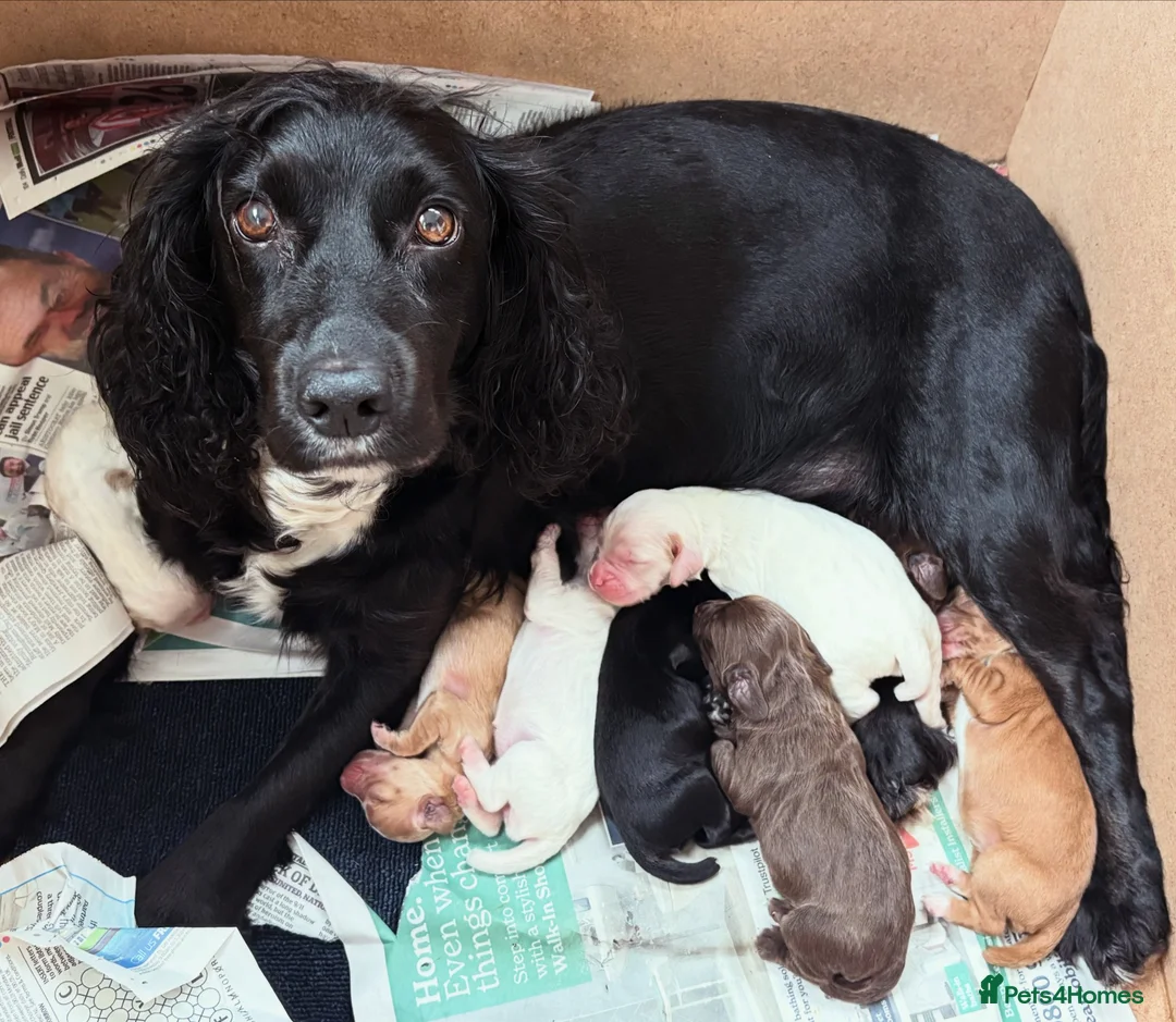 Cocker Spaniel dogs for sale: Working cocker spaniel  in Dorchester - Advert 1