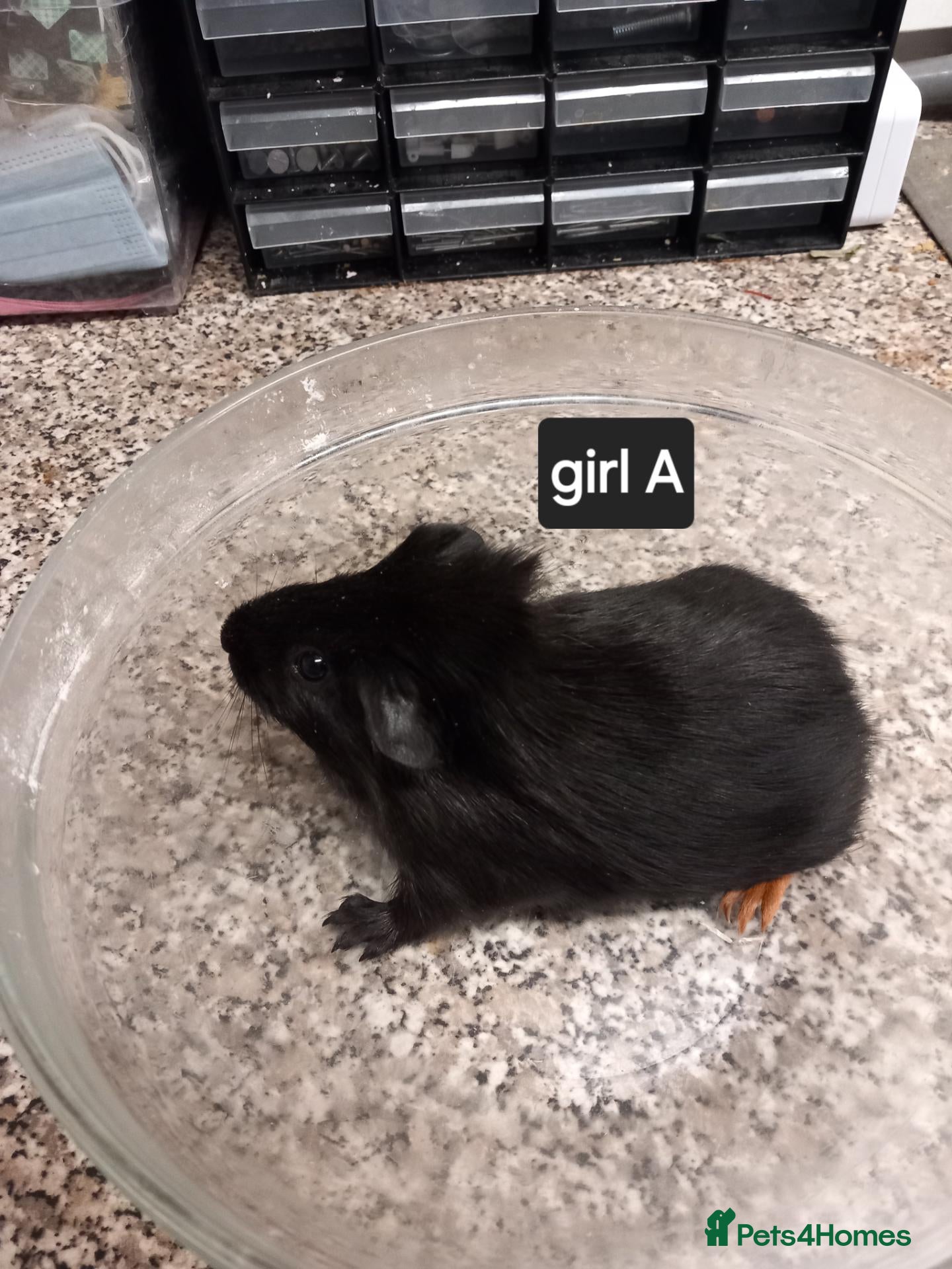 Guinea Pig rodents Baby guinea pigs ready now  - Advert 4