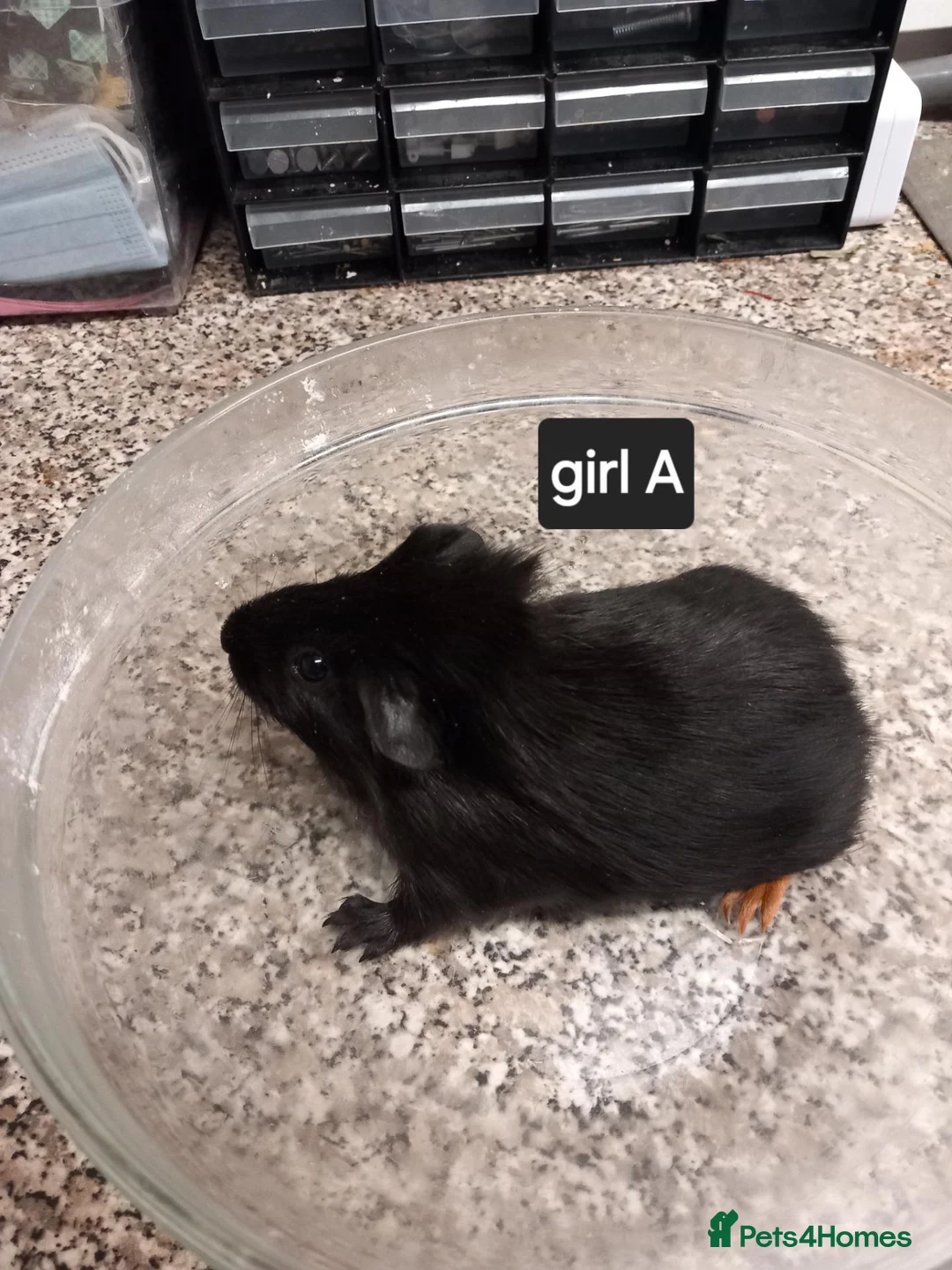 Guinea Pig rodents for sale: Baby guinea pigs ready now  - Advert 1