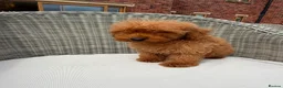 Mini Goldendoodle dogs for sale: F1b red miniature Labradoodles - Advert 9