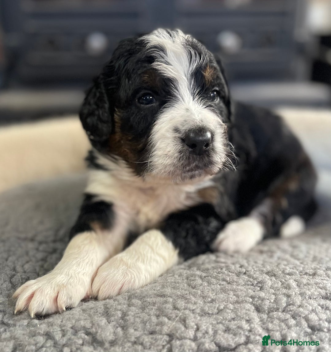 Bernedoodle dogs for sale: Beautiful Bernedoodle babies  - Advert 18