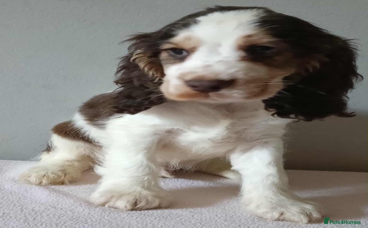 Cocker Spaniel dogs - Advert 14