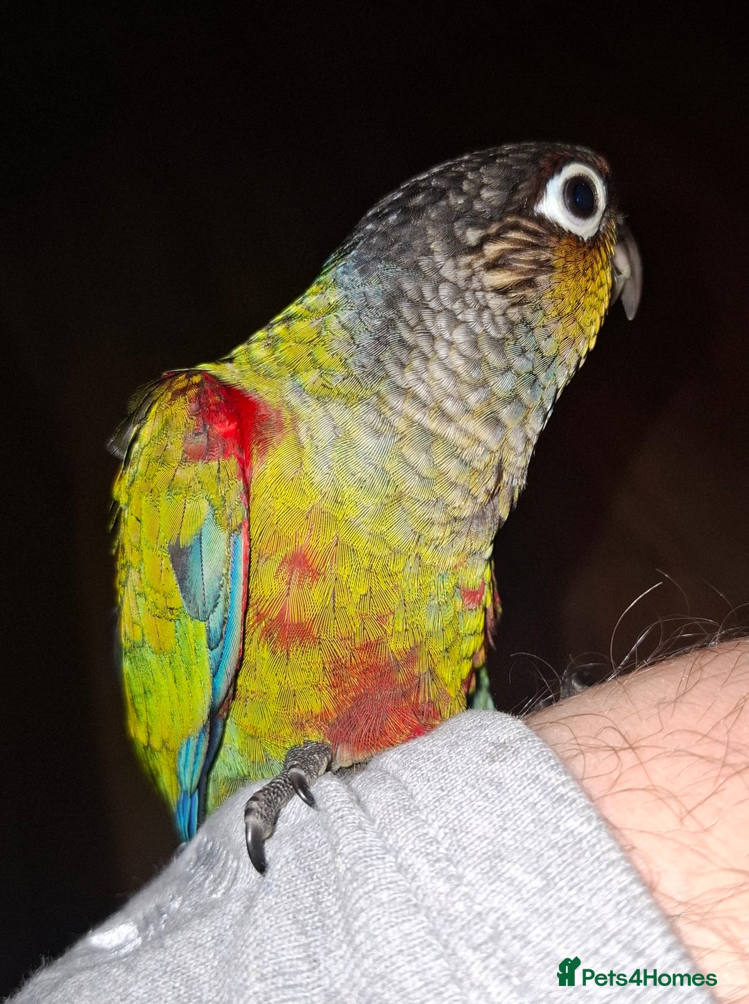 Conures birds for sale:  Hand Reared Crimson Bellied Conure - Advert 2