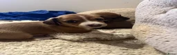 Chiweenie dogs for sale: Beautiful dachshund/chi pups - Advert 9