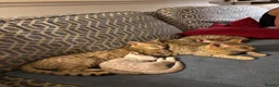 Ocicat cats for sale: Gorgeous Ocicat Fleur needs loving retirement home - Advert 9