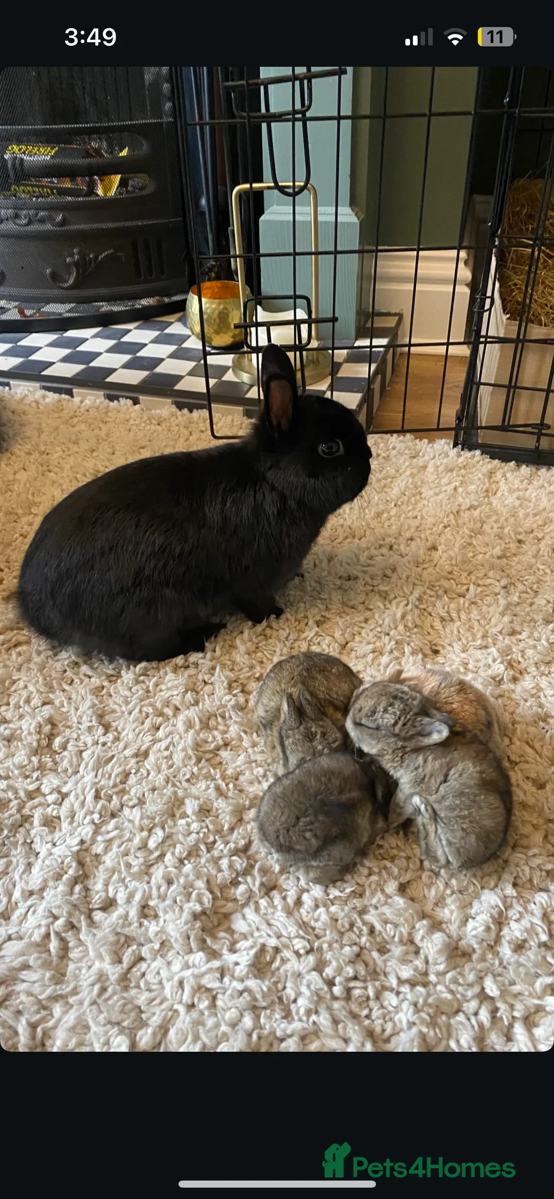Mini Lop rabbits for sale: baby Mini lop bunnies - Advert 2