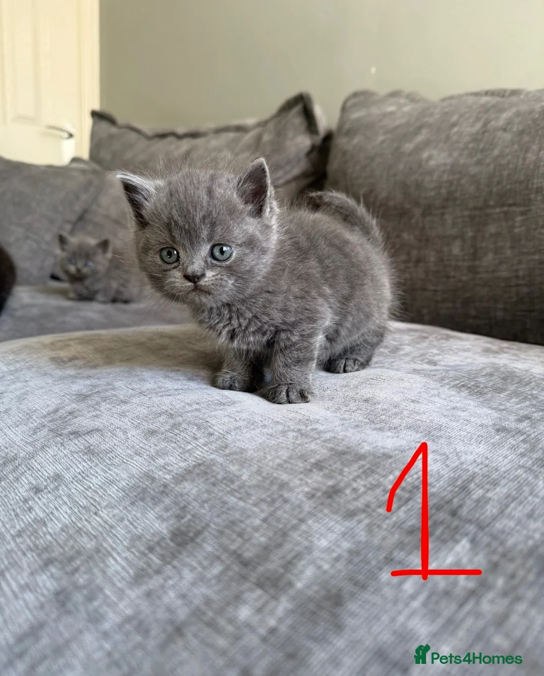 Ragdoll cats for sale: Ragdoll x Scottish fold kittens  - Advert 2