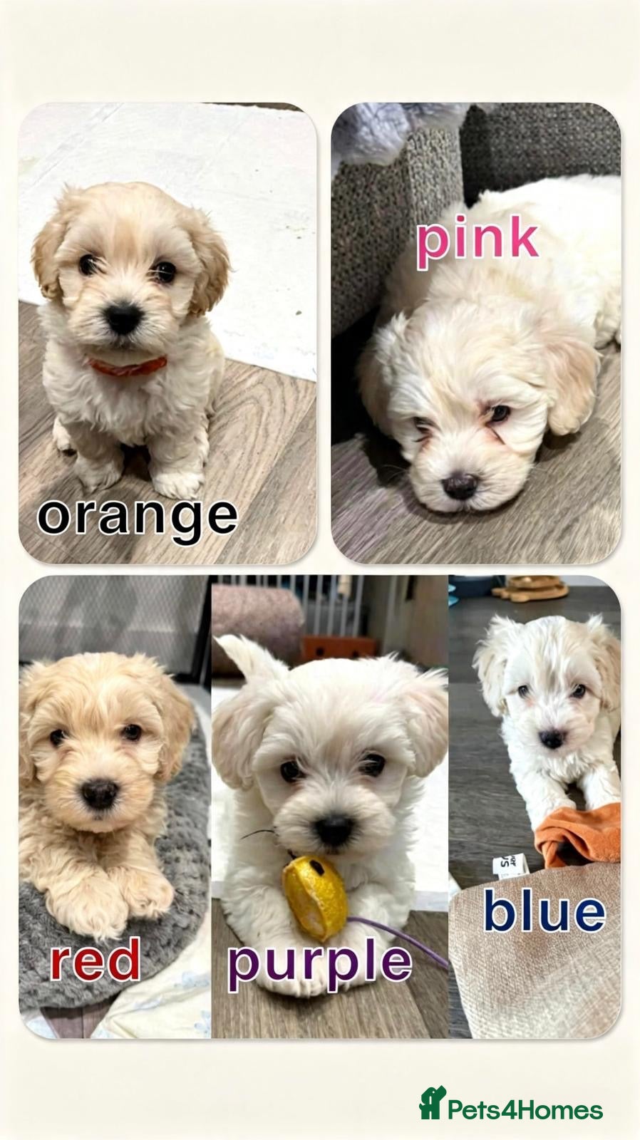 Maltipoo dogs Stunning Maltipoo Puppies  - Advert 1