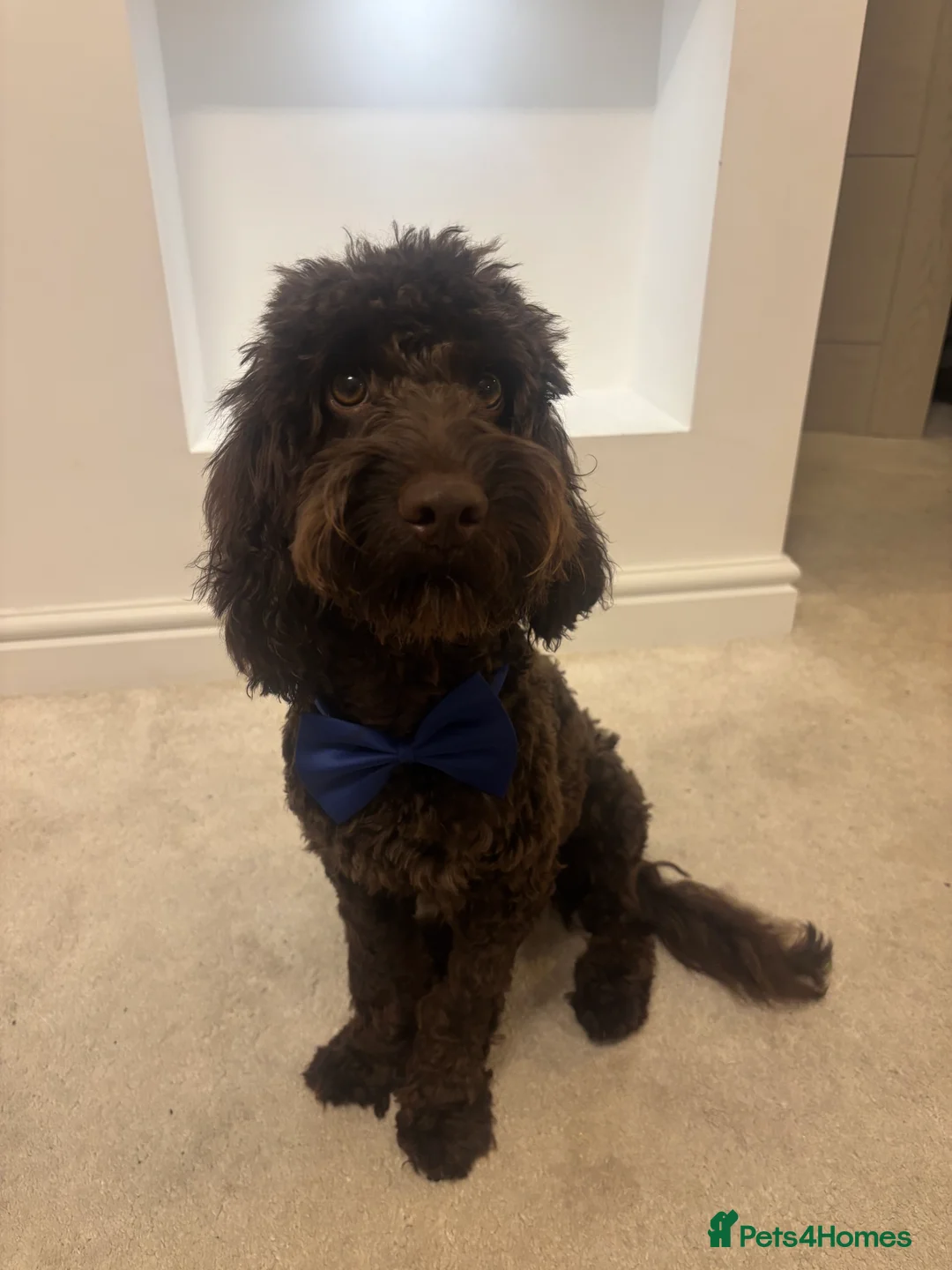 Cockapoo dogs for sale: Miniature Chocolate Cockapoo - 10 Months - Advert 2