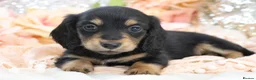 Miniature Dachshund dogs for sale: KC Longhair Miniature Dachshund Puppies - Advert 22
