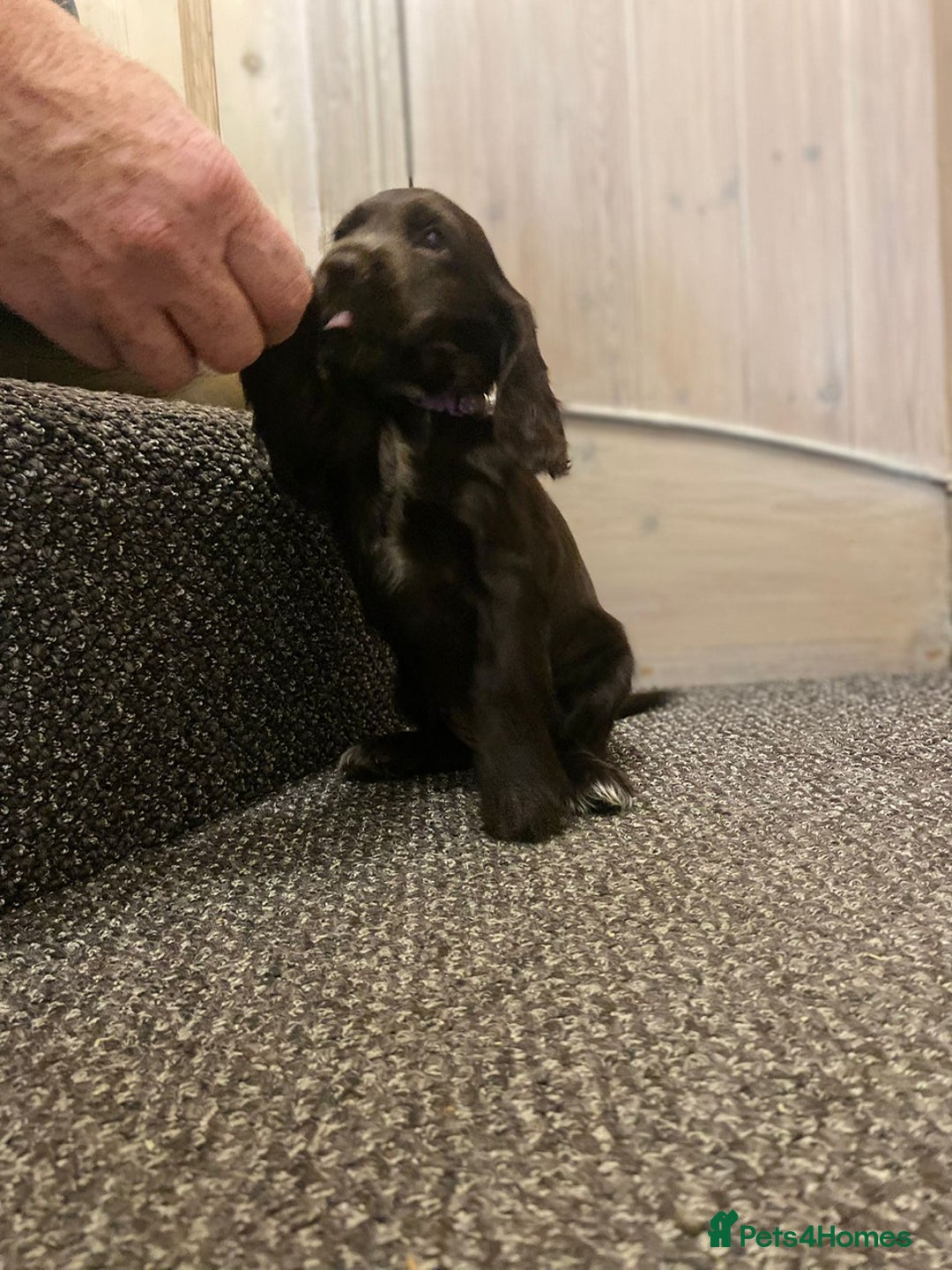 Cocker Spaniel dogs for sale: KC Reg Cocker Spaniels ready next week! Choc/black - Image 5