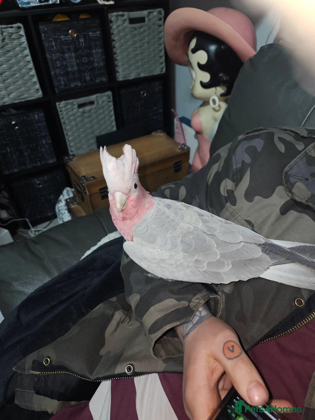 Cockatoo birds for sale: Gala  cockatoo - Advert 1