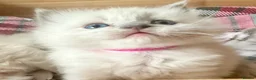 Ragdoll cats for sale: Pure blue point ragdoll kittens  - Advert 18