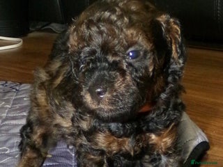 Toy Poodle dogs KC registered sable toy poodles - Advert 3