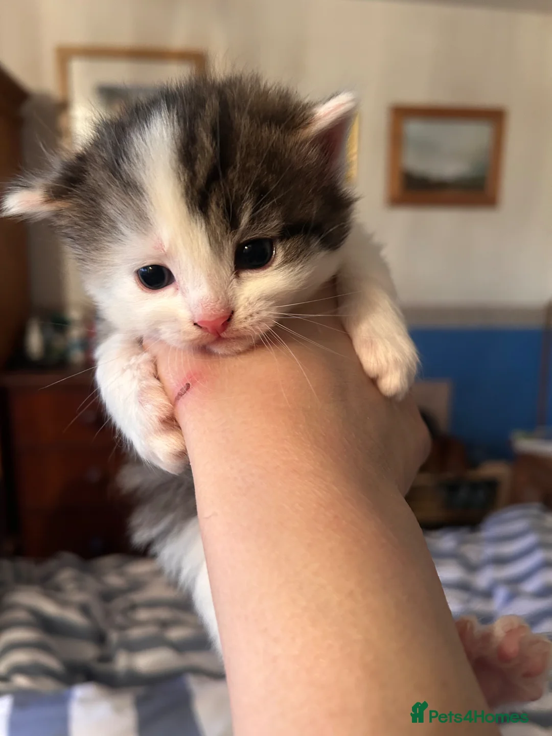 Mixed Breed cats for sale: Gorgeous white and tabby fluffy kittens in Launceston - Advert 2