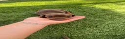 Miniature Dachshund dogs for sale: miniature dachshunds - Advert 16