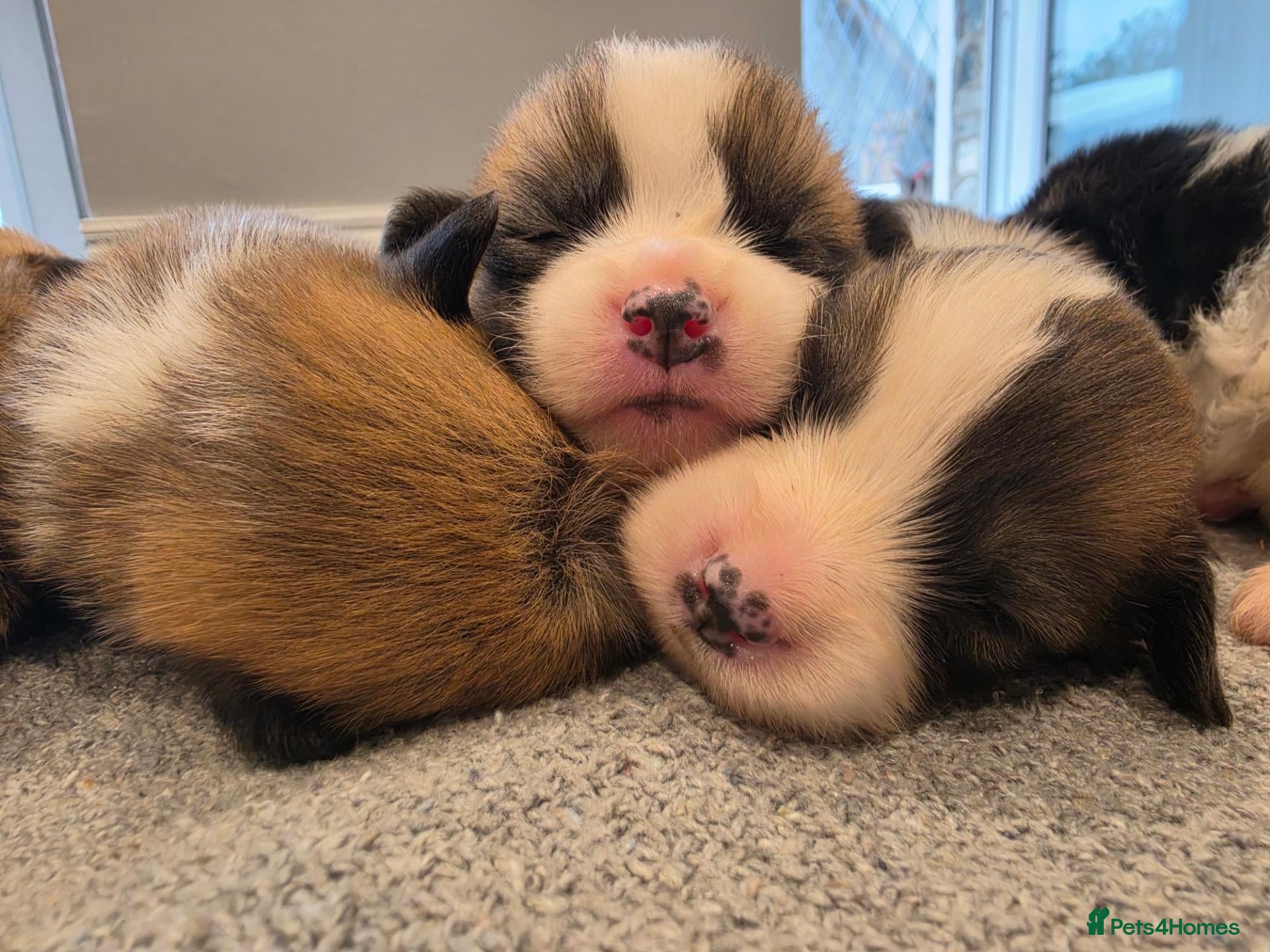 Welsh Corgi Pembroke dogs 9 ADORABLE CORGIS🐾💖💙DNA HEALTH TESTED PARENTS🧬 - Advert 1