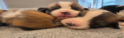 Welsh Corgi Pembroke dogs for sale: 9 ADORABLE CORGIS🐾💖💙DNA HEALTH TESTED PARENTS🧬 - Advert 4