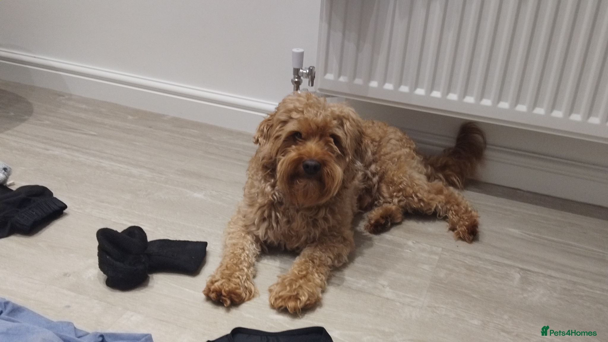 Cockapoo dogs Beautiful boy - Advert 2