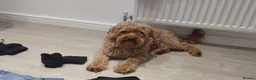 Cockapoo dogs for stud: Beautiful boy - Advert 1