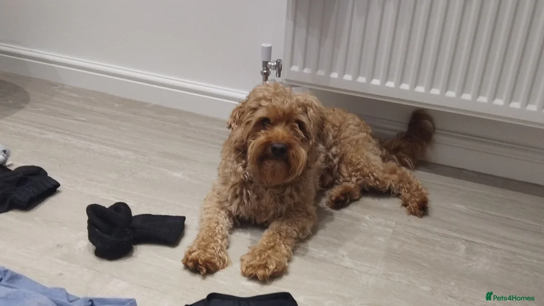 Cockapoo dogs for stud: Beautiful boy - Advert 1