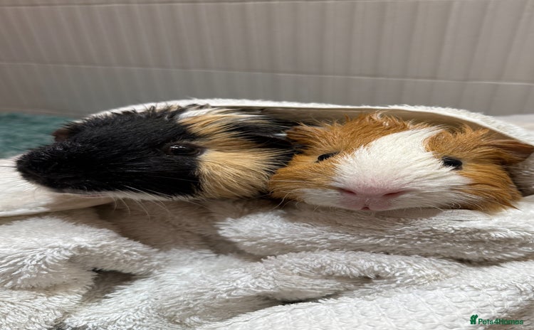 Guinea Pig rodents - Advert 1